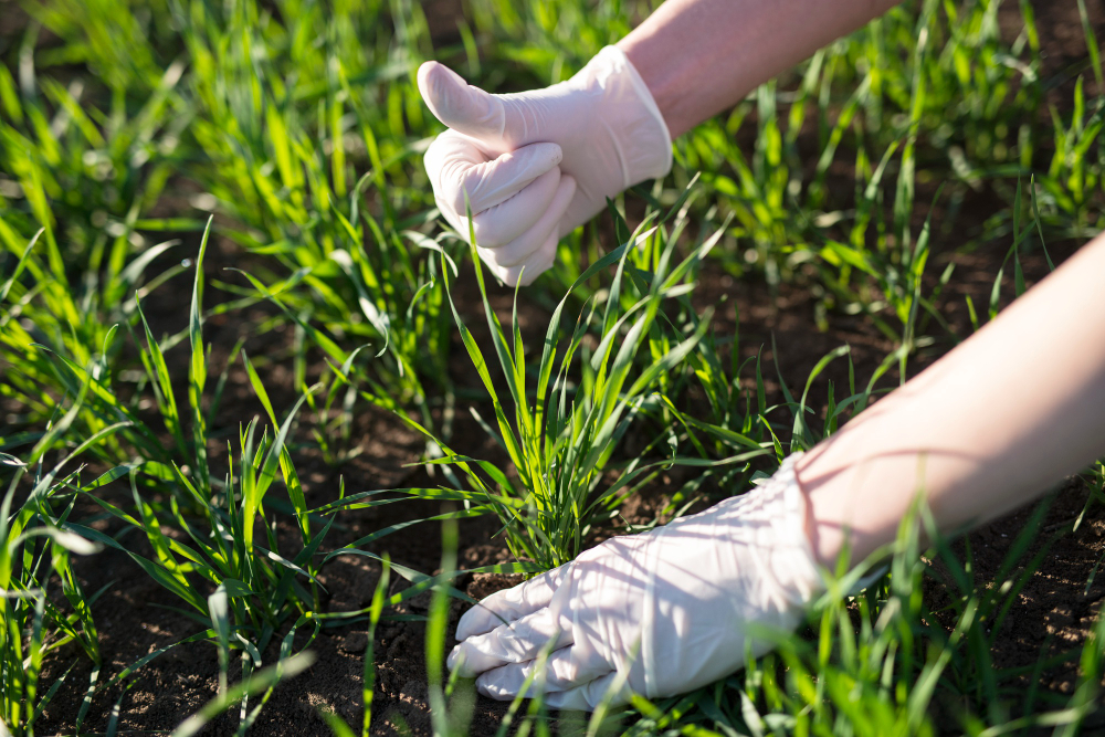 El uso de fertilizante natural, ayuda a crecer las plantas